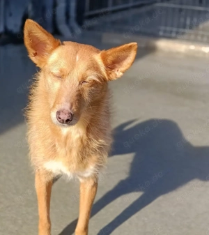 DOLLY,  die Vergessene mit dem großen Herzen Bild 4