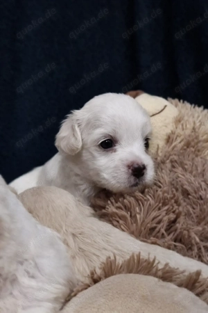 Maltipoo F1 Verpaarung Malteser Toypudel Zwergpudel 
