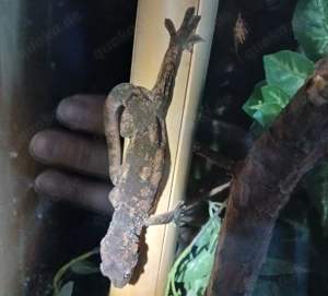 Chahoua Gecko (Mainland) NZ 24,25 Bild 5