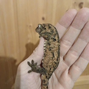 Chahoua Gecko (Mainland) NZ 24,25 Bild 2