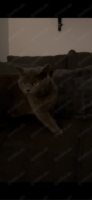 Reinrassige BKH Katze 