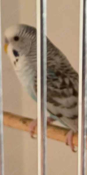 Wellensittich Melanistic,  Blackwing,