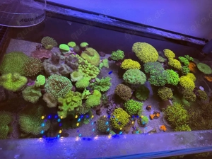 Pilzlederkoralle Weichkorallen Ableger Bild 6