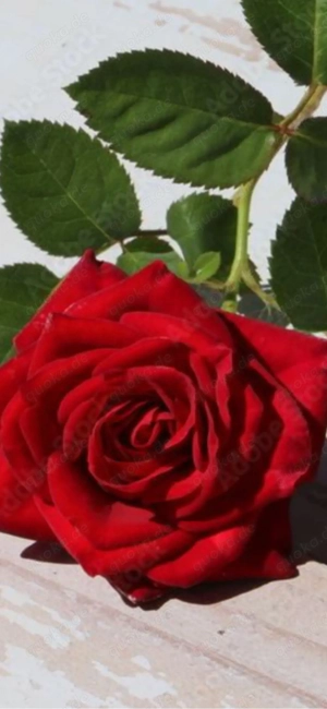 Suche romantische Frau ab 60...