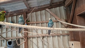 Ziegensittich Hähne