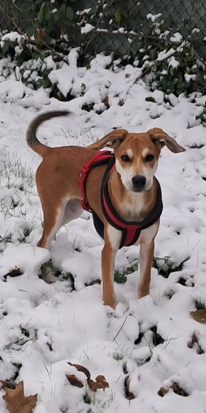 *CHARLY* ist bereits in Deutschland. Er sucht Menschen, die ihm etwas Sicherheit geben können. 
