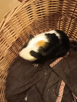 Verkaufe 2 Männliche Meerschweinchen 1 Jahr alt .