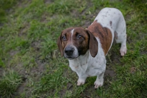 Chip-Nr. 145482 - Die Hündin wird momentan auf ein Leben in einer Menschenfamilie vorbereitet