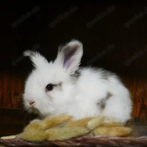 Seltene Englische Angora Kaninchen suchen ein liebevolles neues Zuhause 