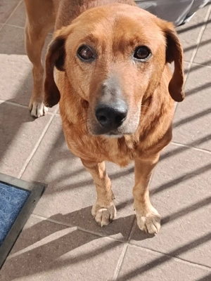 Taavi, Rüde, Mischling, 10 Monate alt