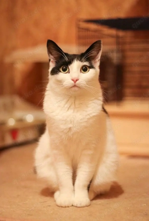 anhängliche, süße kleine Katze Fenya sucht ein schönes Zuhause als Einzelprinzessin