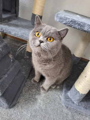 BKH Katze männlich und weiblich 