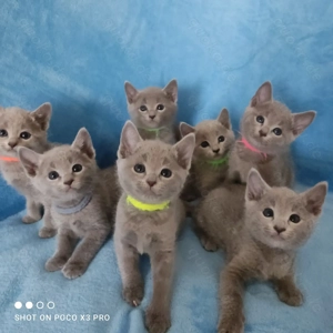 Wunderschöne Russisch Blau Kitten mit exzellenter Abstammung.