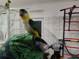 Grünzügelpapagei Pallida 