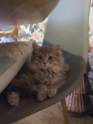 Blh Mädchen sucht ruhiges Zuhause