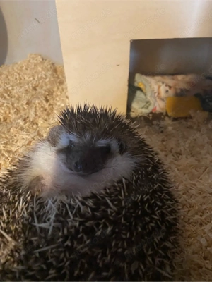 verkaufe mein weißbuchigel 