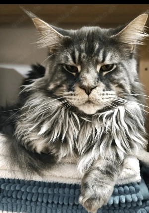 Maine Coon deckkater