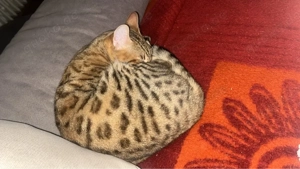 Reinrassige bengalkatze 