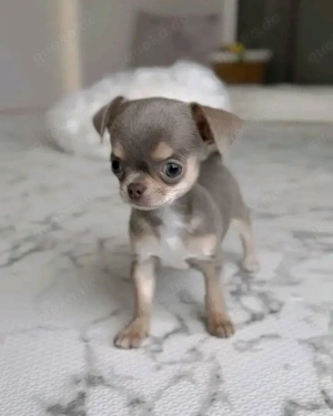 Wunderschöne, Chihuahua und verschmuste Welpen (2 Hündinnen)