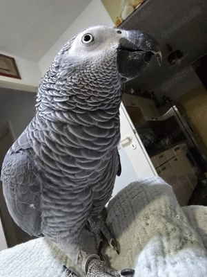 entzückender Papagei jjs