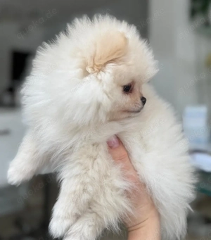  Pomeranian Zwergspitz Welpen 