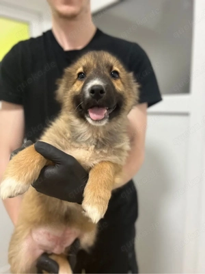 Chico sucht ein warmes körbchen