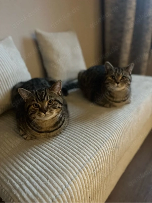 2BKH -getigert abzugeben