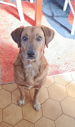 Taavi, Rüde, Mischling, 10 Monate alt