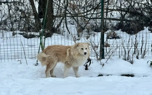Sanfter Flauschbär Sammy sucht gemütliches Zuhause Bild 5