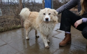 Sanfter Flauschbär Sammy sucht gemütliches Zuhause Bild 2