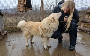 Sanfter Flauschbär Sammy sucht gemütliches Zuhause Bild 3