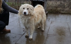 Sanfter Flauschbär Sammy sucht gemütliches Zuhause Bild 4
