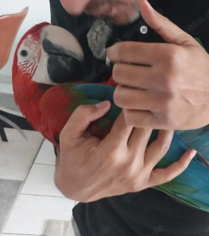 Dunkelrotaras Pärchen