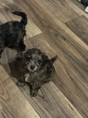 Cockapoo welpe - cockerpoo welpe 