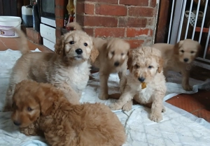 Goldendoodle Pudel Golden Retriever Welpen Labradoodle