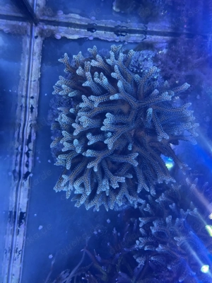 Koralle - Große Stylophora SPS   blau grün, 15 10 cm, top verzweigt