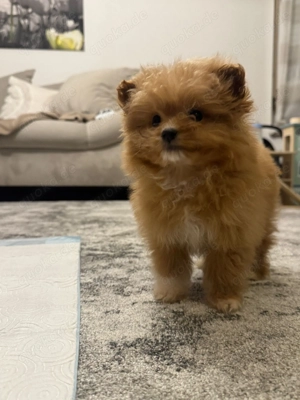 Pomeranian   Zweispitz