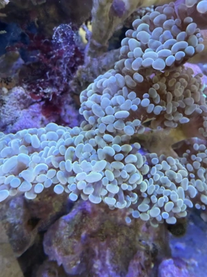 Koralle | Euphyllia  Golden Nugget    große Kolonie, ca. 8 Köpfe