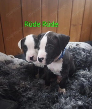 American Bully Welpen zu verkaufen