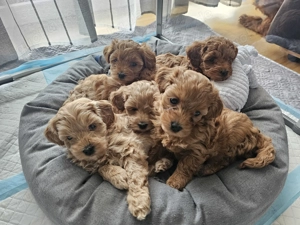 Maltipoo Welpen Weiblich und Männlich