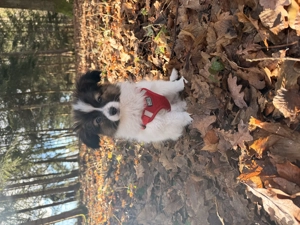 Papillon Rüde 12 Wochen alt 