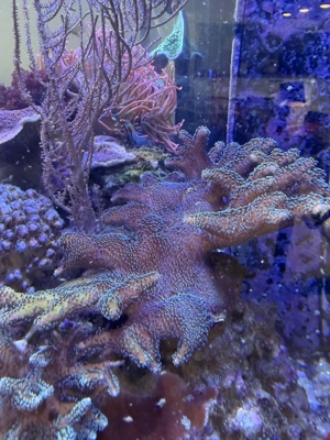 Stylophora  Milka  SPS   Ableger nach Wunschgröße ab 10  