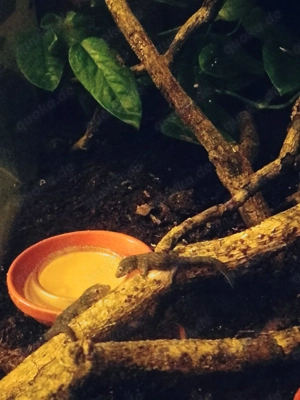 eurydactylodes occidentalis, 2.0., 0.0.2., chamäleongecko