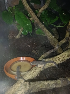 eurydactylodes occidentalis, 0.0.2., chamäleongecko