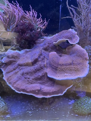 Montipora capricornis rot   schnell wachsende Platten-SPS   Ableger ab 10   Bild 2