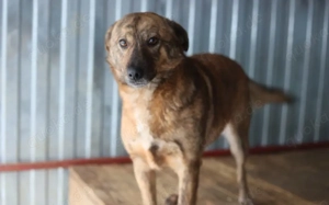 Sanfte Seele Vana sucht liebevolles Zuhause