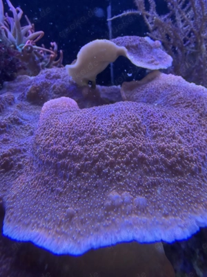 Montipora capricornis rot   schnell wachsende Platten-SPS   Ableger ab 10  