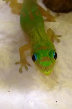 Verschiedene Geckos