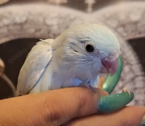 0.1 Blaugenick Sperlingspapagei