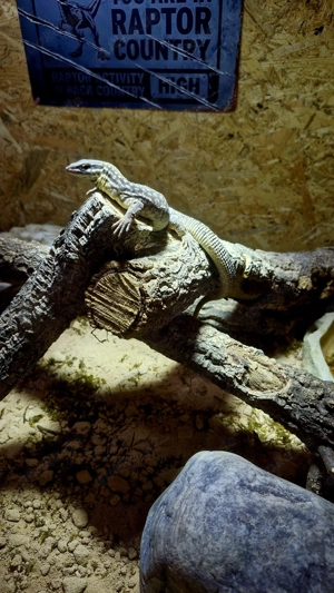 Reptilien WhatsApp Gruppe Berlin und Umgebung 